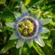 Foto de una flor de maracuyá para ilustrar perche si chiama frutto della passione y su origen botánico.