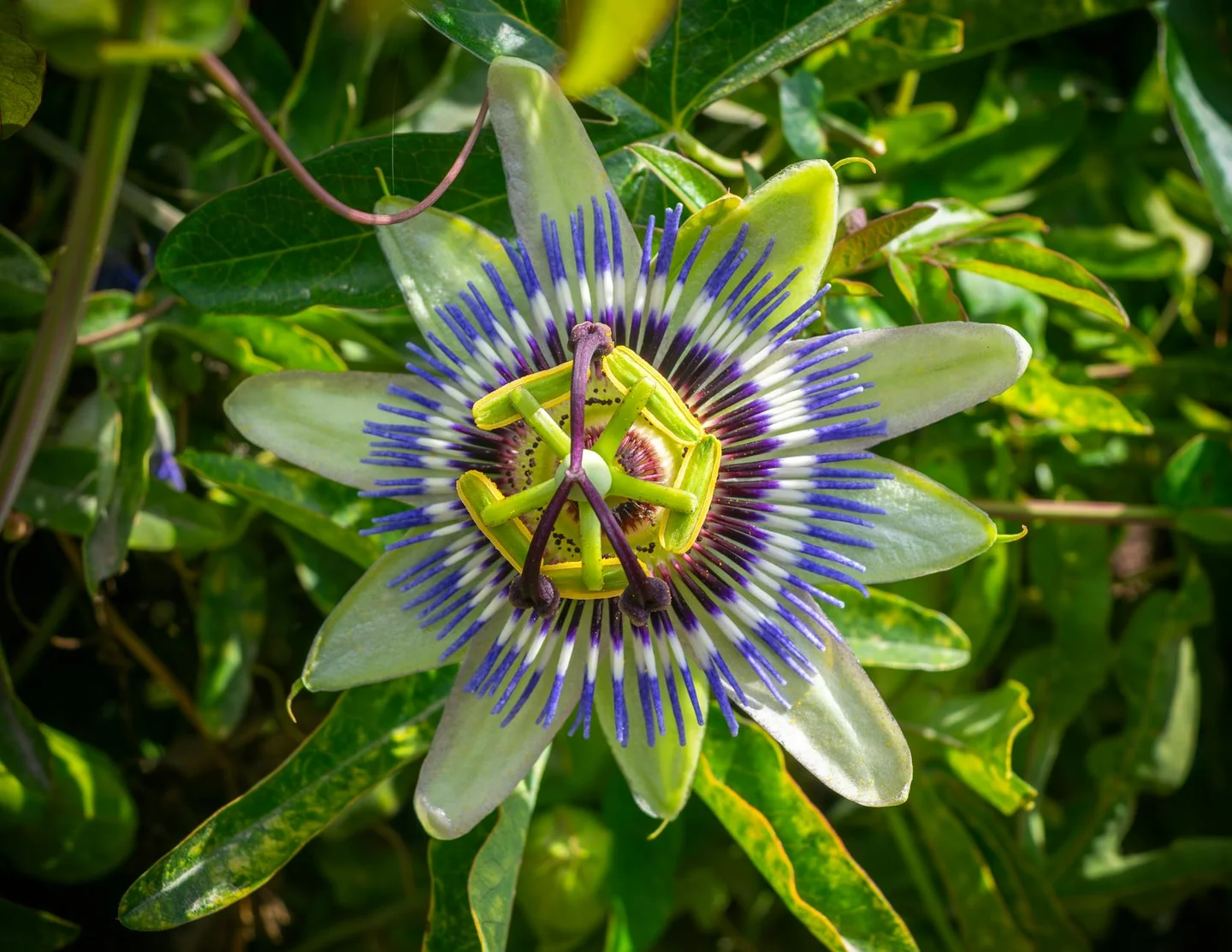 Foto de una flor de maracuyá para ilustrar perche si chiama frutto della passione y su origen botánico.