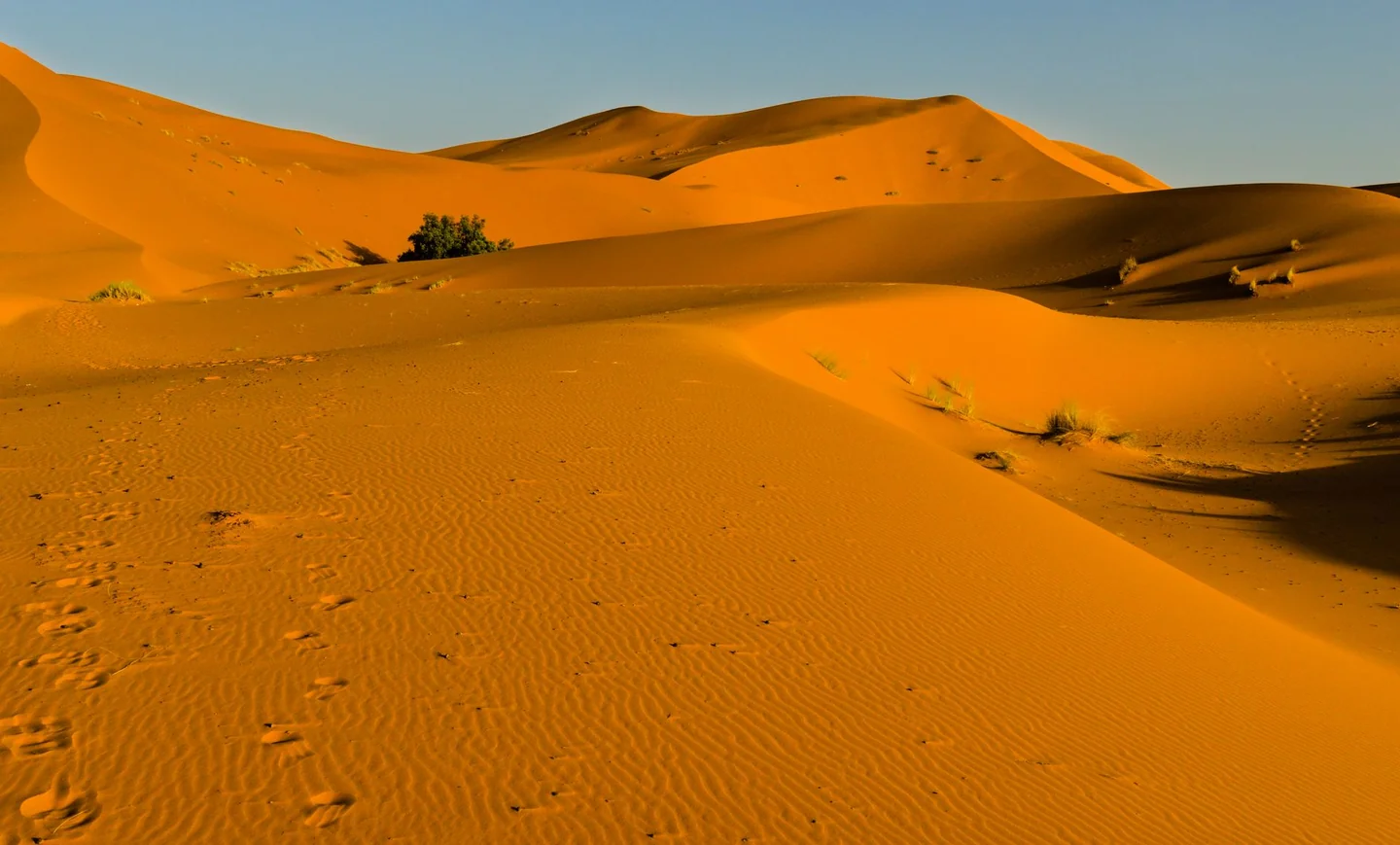 Imagen del Sahara con dunas para ilustrar "dove si trova il deserto del sahara" en un artículo sobre su ubicación y características