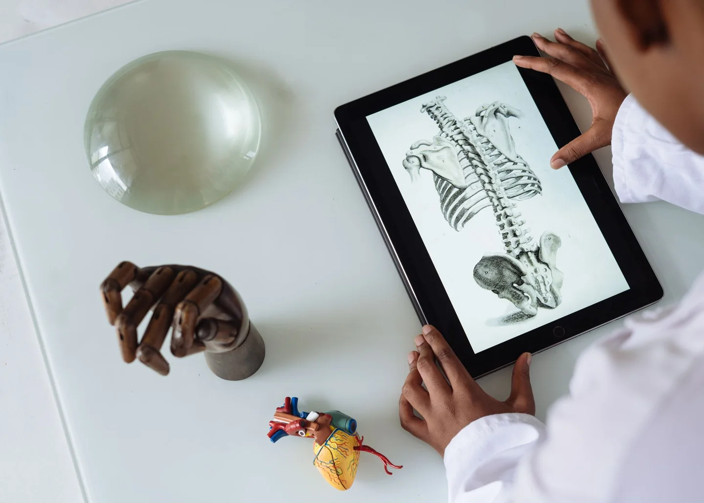 Ilustración de la columna vertebral para explicar dove si trova la vertebra d12 en la zona toracolumbar.