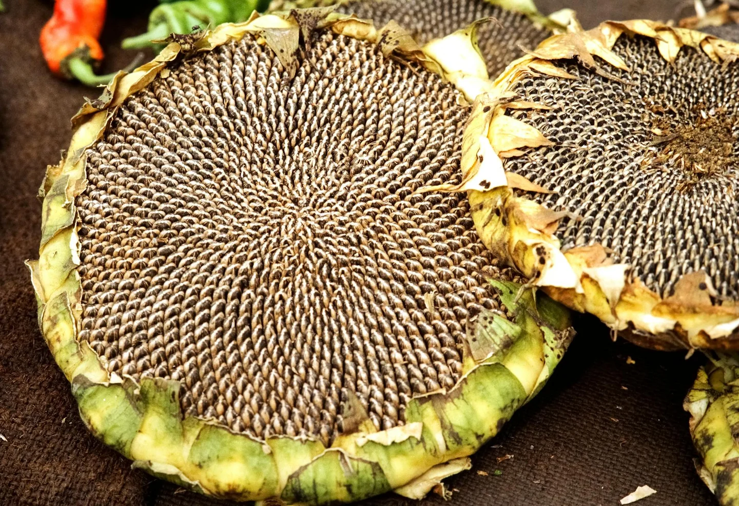 Manos sembrando sunflower seeds en la tierra, ideal para ilustrar quando piantare i semi di girasole