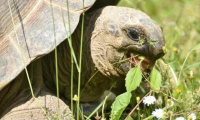 Tortuga terrestre comiendo hierbas, imagen útil para ilustrar cosa dare da mangiare alle tartarughe di terra en una guía sobre alimentación natural y segura.