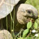 Tortuga terrestre comiendo hierbas, imagen útil para ilustrar cosa dare da mangiare alle tartarughe di terra en una guía sobre alimentación natural y segura.