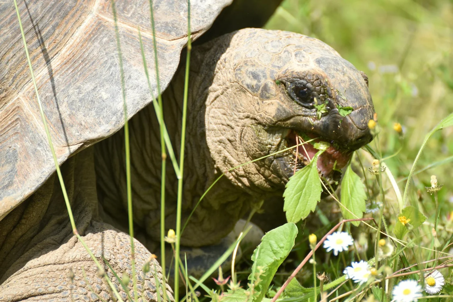 Tortuga terrestre comiendo hierbas, imagen útil para ilustrar cosa dare da mangiare alle tartarughe di terra en una guía sobre alimentación natural y segura.
