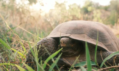 Foto de una tortuga terrestre en la hierba para ilustrar "quanto vive una tartaruga di terra" en un contexto natural y de vida larga.