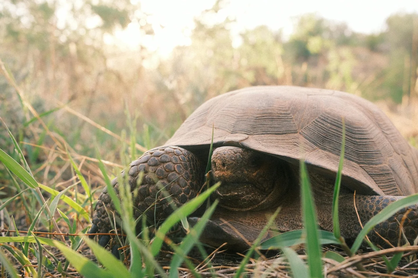 Foto de una tortuga terrestre en la hierba para ilustrar "quanto vive una tartaruga di terra" en un contexto natural y de vida larga.