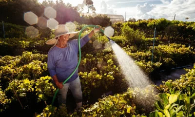 Foto de riego de plantas por la mañana para ilustrar quando annaffiare le piante in estate