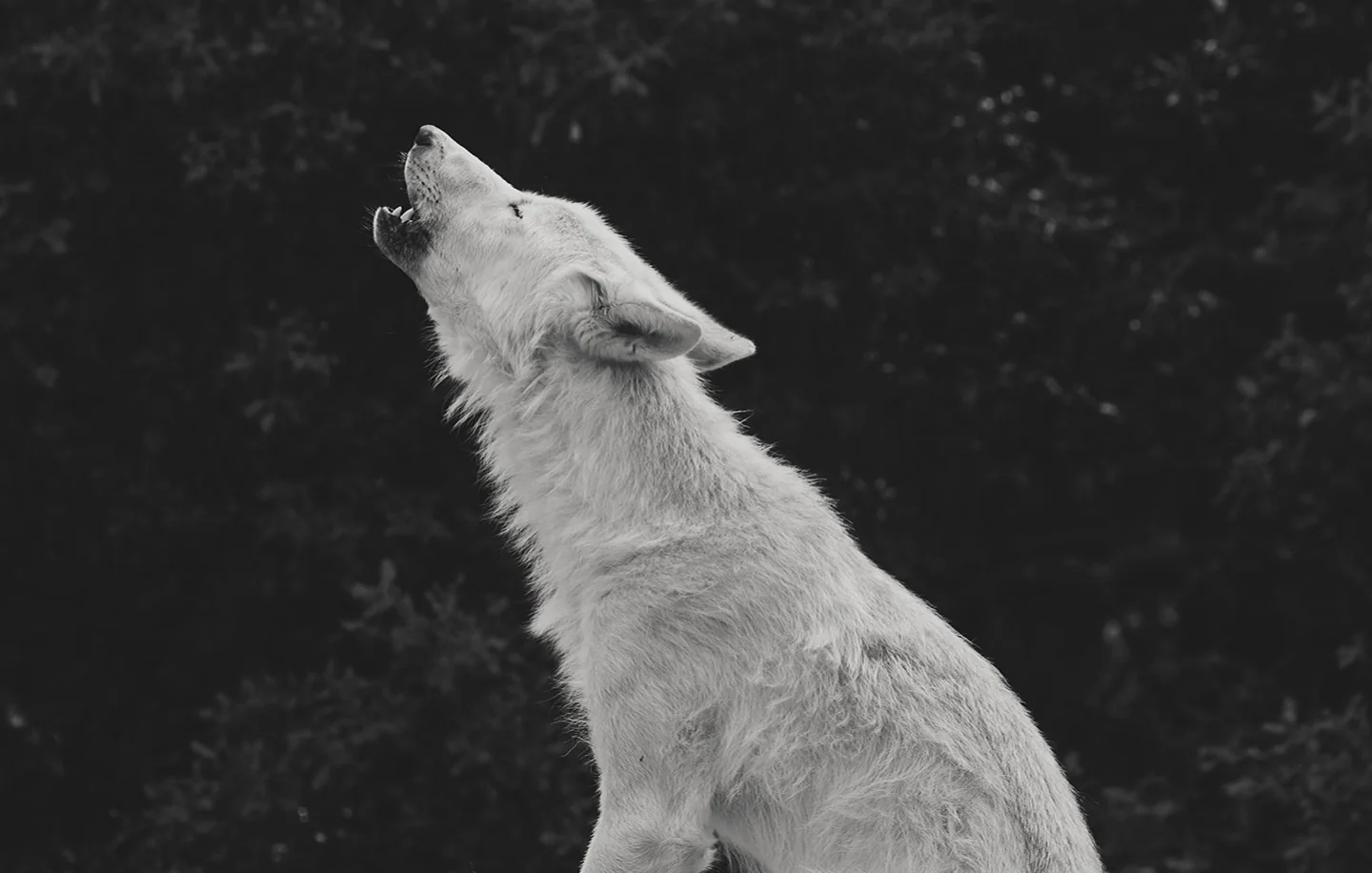 Lobo aullando de noche para ilustrar perche i lupi ululano alla luna