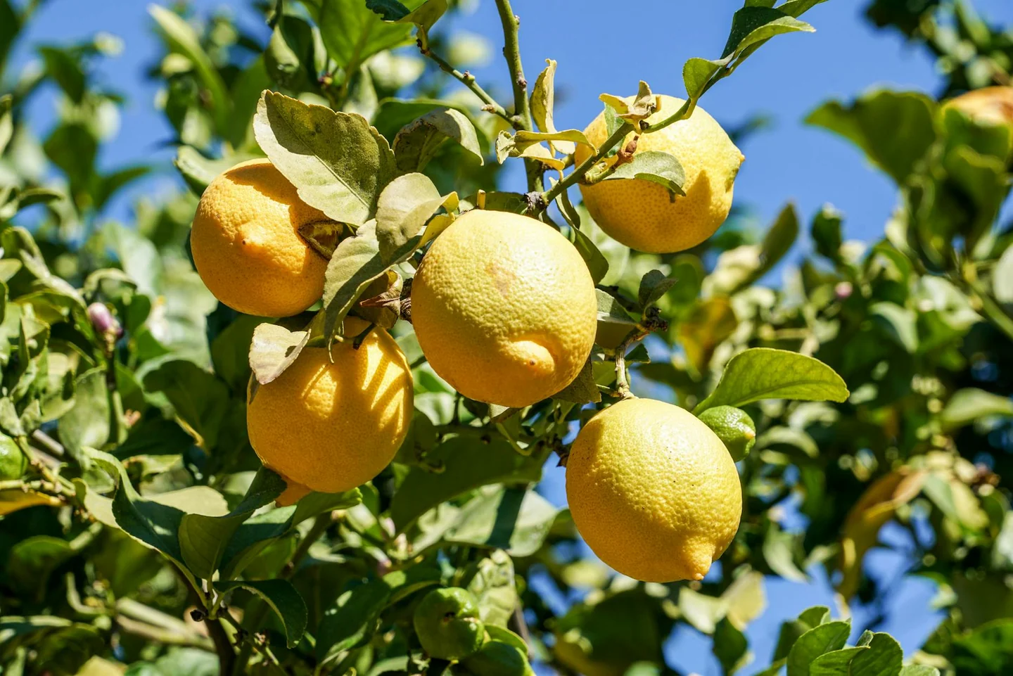 Foto de hojas amarillas en un limonero, útil para ilustrar perche il limone perde le foglie.
