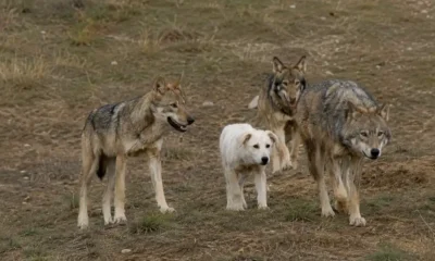 Cucciolo adottato dai lupi in Grecia